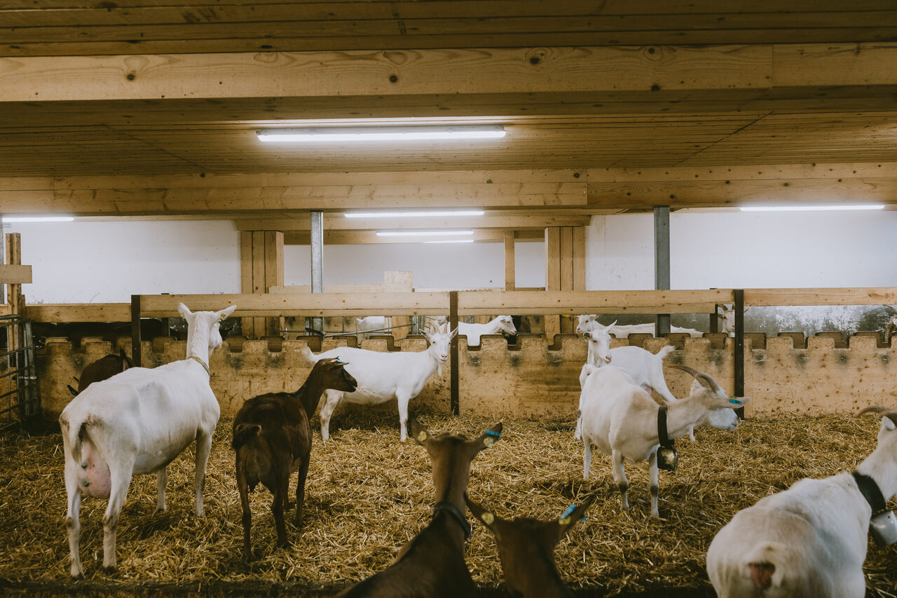 Blick durch den Stall in voller Länge, Ziegen auf eingestreutem Boden zwischen Holzabteilungen